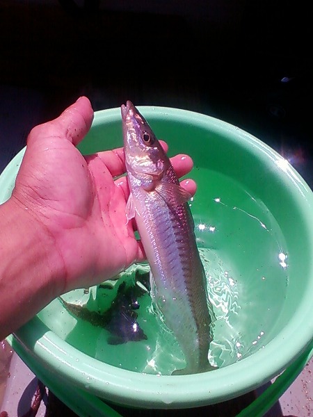 浜千鳥のボート テンカラ日記 関東 秋川